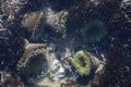 A tidal pool filled with sea anemones and mussels on the West Coast Oregon USA Royalty Free Stock Photo