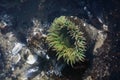 A tidal pool filled with sea anemones and mussels on the West Coast Oregon USA Royalty Free Stock Photo