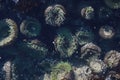 A tidal pool filled with sea anemones and mussels on the West Coast Oregon USA Royalty Free Stock Photo