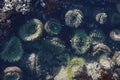 A tidal pool filled with sea anemones and mussels on the West Coast Oregon USA Royalty Free Stock Photo