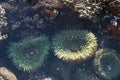 A tidal pool filled with sea anemones and mussels on the West Coast Oregon USA Royalty Free Stock Photo