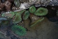 A tidal pool filled with sea anemones and mussels on the West Coast Oregon USA Royalty Free Stock Photo