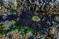 Tidal Pool on the Rocky Shore Royalty Free Stock Photo