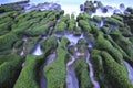 Tide ditch,Stone trench with green seaweed