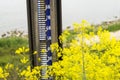 Tide gauge withe rapeseed near Waal river Zaltbommel