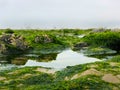 Tide Pool with Algae seaweed  the beach close up Royalty Free Stock Photo