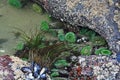 Tide Pool of Anemones, Mussels & Sea Grass Royalty Free Stock Photo