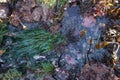 Tide pool ecosystem Royalty Free Stock Photo