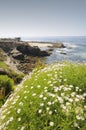 Tide pool at La Jolla beach Royalty Free Stock Photo