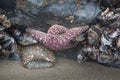 Tide pool life underwater, three species in one Royalty Free Stock Photo