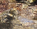 Tide Pool Ripple Royalty Free Stock Photo