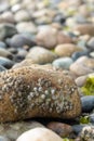 tide pool rocks covered in seaweed barnacles and water