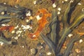 Tide Pool Rockweed and Snails Royalty Free Stock Photo