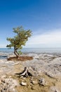 Tide pools