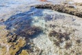 Tide Pools: Beach Reef at Blue Holes Royalty Free Stock Photo