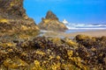 Arch Cape Beach Tide Pools Oregon Royalty Free Stock Photo