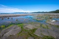 Tide pools and seaweed at low tide at Point of Arches in Olympic National Park. Royalty Free Stock Photo