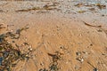 Tide Swept Beach with Shells,Seaweed and Pebbles