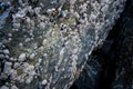 Tidepool boulder with barnacles