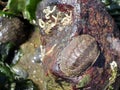 Tidepool Creatures - Chiton Royalty Free Stock Photo