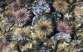 Tidepool Sea Urchins Royalty Free Stock Photo