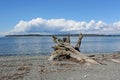 A large stump of driftwood at a Pacific Northwest beach Royalty Free Stock Photo