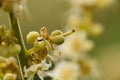 Tidy Longan or Dragon eye fruit after pollination at biological farm Royalty Free Stock Photo