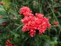 Red Ixora in tidy bunch