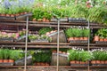 The tidy Potted flowers on shelves