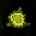 Tidy-tips bud after rain Royalty Free Stock Photo