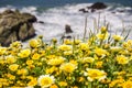 Tidytips and goldfields blooming on the Pacific Ocean coast at Mori Point, Pacifica, San Francisco bay, California