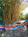 Tie Dyed Hammock with Bamboo Wall Background