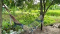 Tie a hammock under the tree.