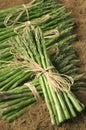 Tied Asparagus Royalty Free Stock Photo