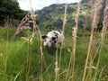 Mottled Pig in the mountains