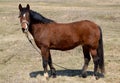 Tied brown adult horse with black fringe and mane standing in the meadow on an early spring day