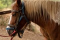 Tied brown haflinger horse with harness saddle