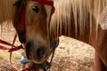 Tied brown haflinger horse with harness saddle
