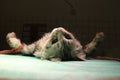 Tied cat in anesthesia Royalty Free Stock Photo