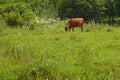 Tied cow grazes in a meadow in summer among the flowering weeds Royalty Free Stock Photo