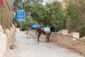 Tied donkeys with saddles stand near the gate of the monastery of St. George Hosevit Mar Jaris in anticipation of tourists near