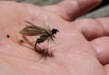 Tied flies for fly fishing bait Royalty Free Stock Photo