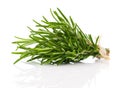 Tied fresh rosemary Royalty Free Stock Photo