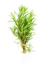 Tied fresh rosemary Royalty Free Stock Photo