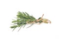 Tied fresh rosemary on a white background Royalty Free Stock Photo