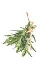 Tied fresh rosemary on a white background