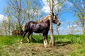 Tied horse to a tree with harness, reins Royalty Free Stock Photo