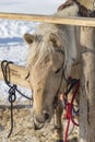 Tied Light brown horse with the wooden fence Royalty Free Stock Photo