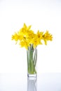 Tied narcissus flowers isolated on white background Royalty Free Stock Photo