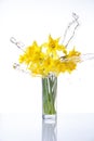 Tied narcissus flowers isolated on white background Royalty Free Stock Photo